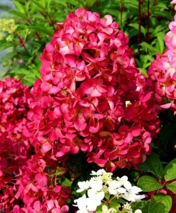Hortensja bukietowa Living Red Velvet P9 sadzonka 0,5l - intensywnie czerwone kwiaty