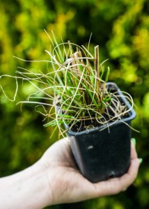Rozplenica japońska Lady U P9 sadzonka 0,5l - zdjęcie naszej sadzonki