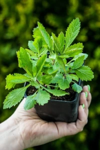 zestaw-werbena-patagonska-9-sztuk-1-gratis-sadzonka.webp