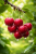 b2dbe8d798b6e7c49851fe416d2f2435.png
