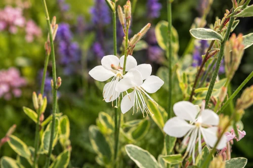 Gaura Corrie's Gold P9 sadzonka 0,5l - pstrokate liście i biało-różowe kwiaty
