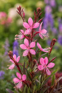 Gaura Graceful Pink P9 sadzonka 0,5l - dodaj lekkości swoim rabatom