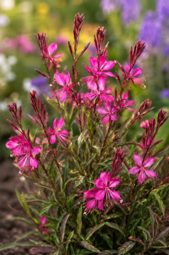 Gaura Graceful Pink P9 sadzonka 0,5l - długie i obfite kwitnienie, zwiewny pokrój oraz łatwa uprawa