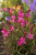 Gaura Graceful Pink P9 sadzonka 0,5l - długie i obfite kwitnienie, zwiewny pokrój oraz łatwa uprawa