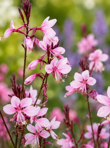 Gaura Dark Pink P9 sadzonka 0,5l - ciemnoróżowe, motyle kwiaty i długie kwitnienie