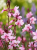 Gaura Dark Pink P9 sadzonka 0,5l - ciemnoróżowe, motyle kwiaty i długie kwitnienie