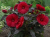 Hibiskus Bagienny Holy Grail P9 sadzonka 0,5l - zachwyca ogromnymi czerwonymi kwiatami