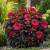 Hibiskus Bagienny Holy Grail P9 sadzonka 0,5l - mrozoodporna sadzonka