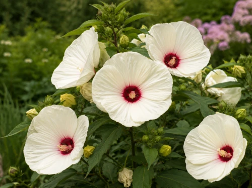 Hibiskus Bagienny French Vanilla P9 sadzonka 0,5l - ogromne maślane kwiaty