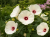 Hibiskus Bagienny French Vanilla P9 sadzonka 0,5l - ogromne maślane kwiaty