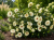 Hibiskus Bagienny French Vanilla P9 sadzonka 0,5l - obfite kwitnienie