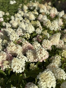 Hortensja bukietowa Living Little Blossom P9 sadzonka 0,5l - idealna na rabaty i do donic