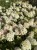 Hortensja bukietowa Living Little Blossom P9 sadzonka 0,5l - idealna na rabaty i do donic