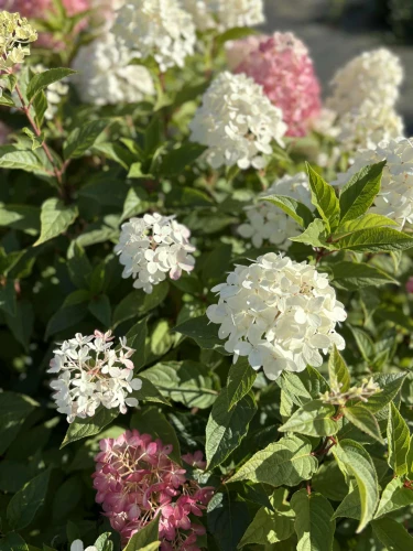 Hortensja bukietowa Living Little Blossom P9 sadzonka 0,5l - gęsty pokrój i przebarwiające się kwiatostany