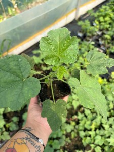 Ślazówka Lilac P9 sadzonka 0,5l - zdjęcie naszej sadzonki