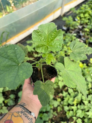 Ślazówka Lilac P9 sadzonka 0,5l - zdjęcie naszej sadzonki