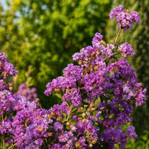Lagerstroemia Petite Orchid P9 - miniaturowy krzew o egzotycznym wyglądzie