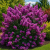 Lagerstroemia Petite Orchid P9 - długie kwitnienie
