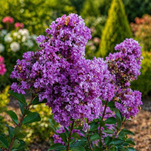 Lagerstroemia Petite Orchid P9 - idealna do małych ogrodów i donic