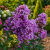 Lagerstroemia Petite Orchid P9 - idealna do małych ogrodów i donic