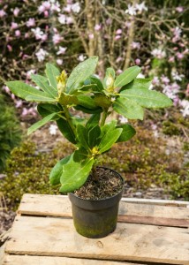 Rododendron różanecznik Lily Marleen P12 sadzonka 1l