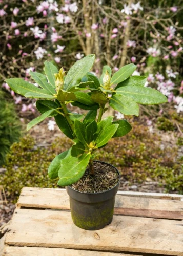 Rododendron różanecznik Lily Marleen P12 sadzonka 1l