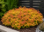 4fe0245c405780c3ca6fd711e26bf200.png