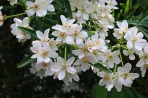 zestaw-czojsia-white-dazzler-4-szt-w-cenie-2.webp