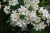 zestaw-czojsia-white-dazzler-4-szt-w-cenie-2.webp