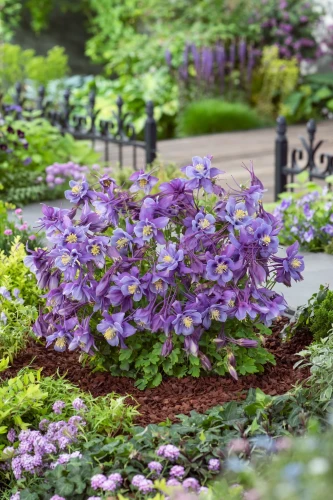 Orlik Earlybird Purple Blue P9 sadzonka 0,5l - fioletowo-niebieskie kwiaty z jasnym centrum