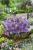 Orlik Earlybird Purple Blue P9 sadzonka 0,5l - fioletowo-niebieskie kwiaty z jasnym centrum