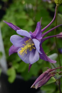 Orlik Earlybird Purple Blue P9 sadzonka 0,5l