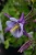 Orlik Earlybird Purple Blue P9 sadzonka 0,5l