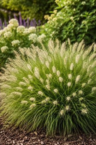 Rozplenica japońska National Arboretum P9 sadzonka 0,5l - efektowna trawa ozdobna