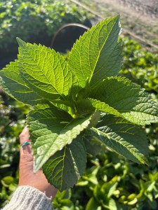 Hortensja ogrodowa Bodensee P11 sadzonka 1l - nasza sadzonka