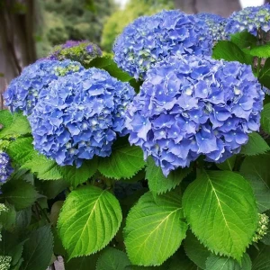 Hortensja ogrodowa Nikko Blue P11 sadzonka 1l - odmiana o czystobłękitnych kwiatach