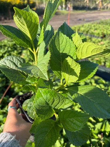 Hortensja ogrodowa Nikko Blue P11 sadzonka 1l - nasza sadzonka