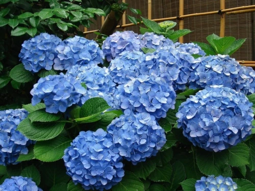Hortensja ogrodowa Nikko Blue P11 sadzonka 1l - obfite kwitnienie i zdrowy wzrost