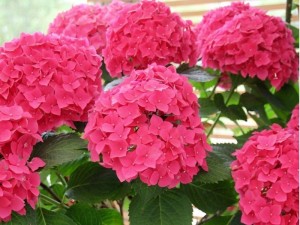 Hortensja ogrodowa Red Baron P11 sadzonka 1l - wyraziste, czerwone kwiaty