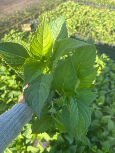 Hortensja ogrodowa Bouquet Rose P11 sadzonka 1l - nasza sadzonka