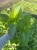 Hortensja ogrodowa Bouquet Rose P11 sadzonka 1l - nasza sadzonka