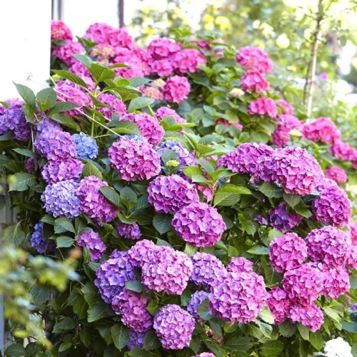 Hortensja ogrodowa Bouquet Rose P11 sadzonka 1l - na półcieniste stanowiska