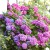 Hortensja ogrodowa Bouquet Rose P11 sadzonka 1l - na półcieniste stanowiska