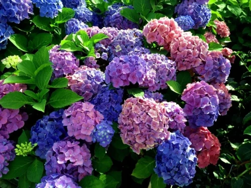 Hortensja ogrodowa Bouquet Rose P11 sadzonka 1l - wyższa mrozoodporność niż pozostałe odmiany