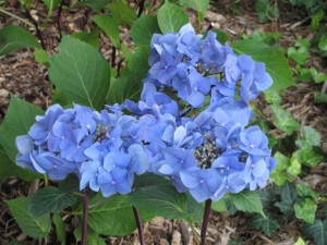 Hortensja Ogrodowa Blaumeise P11 sadzonka 1l - odmiana na półcieniste rabaty