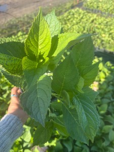 Hortensja Ogrodowa Blaumeise P11 sadzonka 1l - nasza sadzonka