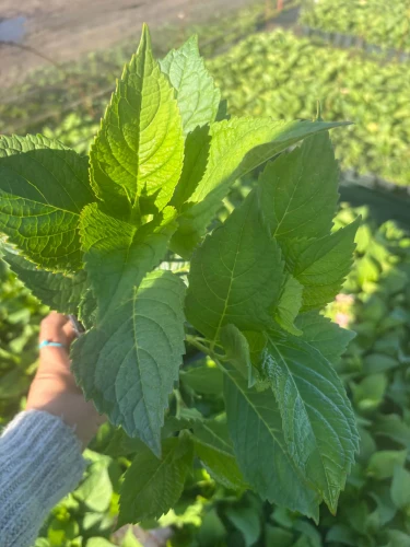 Hortensja Ogrodowa Blaumeise P11 sadzonka 1l - nasza sadzonka