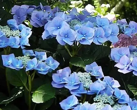 Hortensja Ogrodowa Blaumeise P11 sadzonka 1l - płaskie kwiatostany o głębokim niebieskim odcieniu