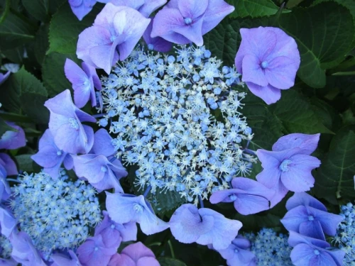 Hortensja Ogrodowa Blaumeise P11 sadzonka 1l