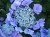 Hortensja Ogrodowa Blaumeise P11 sadzonka 1l